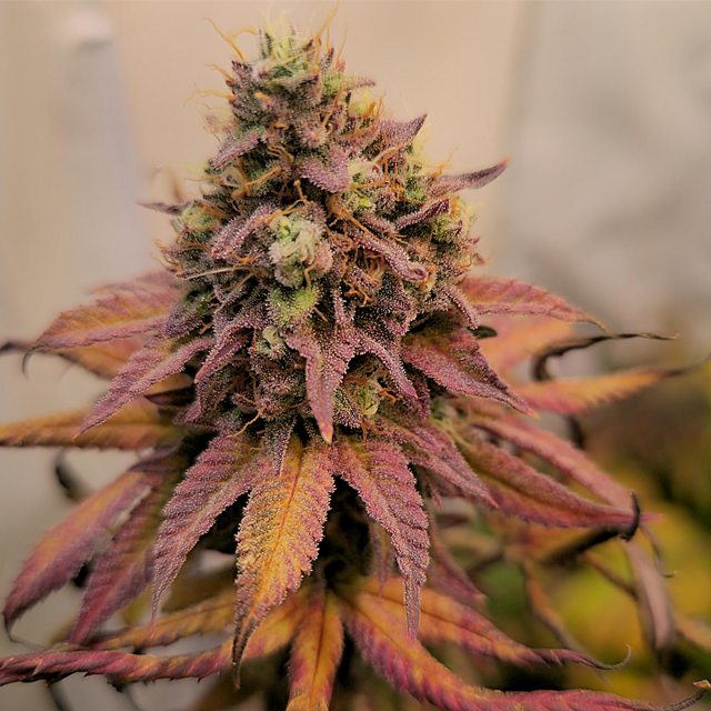Original Sensible Seeds Purple Punch Cookies Image 3